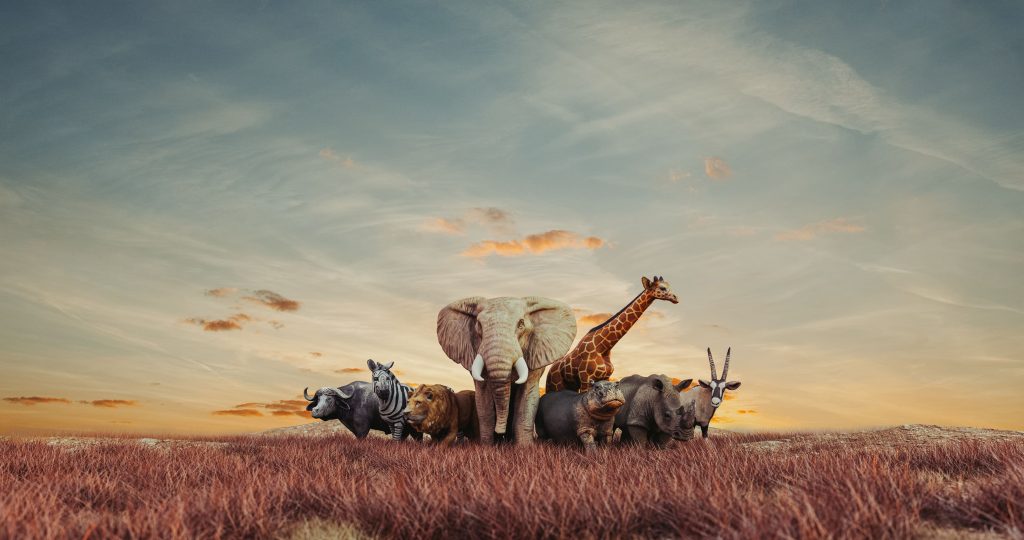 Journée mondiale des animaux