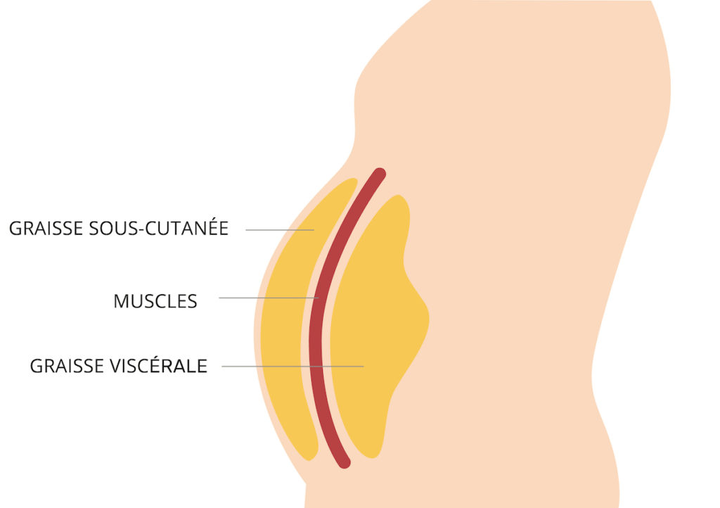 Les graisses abdominales